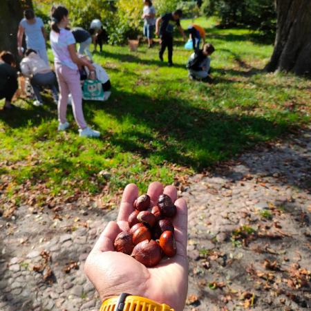 Wyświetl org. rozmiar